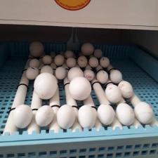 Доступные яйца попугая