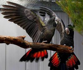 Траурный какаду Бэнкса, или краснохвостый траурный какаду (Calyptorhynchus banksii) птенцы