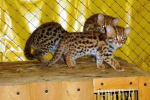 Продам котят Азиатского леопардового кота.алк.