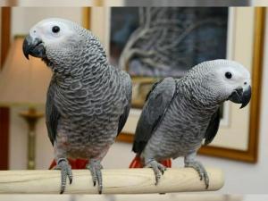 Говорящие птицы попугай и свежие здоровые яйца попугая на продажу