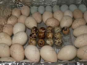 Здоровые и плодовитые яйца попугая на продажу.