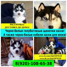 Красивые собачки сибирские хаски - в продаже