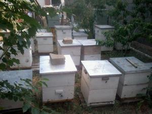 Продам семьи и пакеты породистых пчел карники 2020г. в Севастополе
