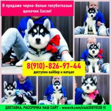 Сибирские хасята на продажу щенки
