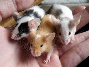 Японские мыши мышата мышь карликовая цветные и пятнистые белые и сатиновые