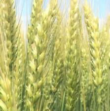 Семена озимой пшеницы сорта Этюд, Одари, Юка, Шеф ЭС