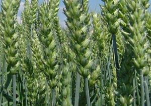 Семена озимой пшеницы сорта Лига1, Есаул, Дуплет, Граф, Веха ЭС