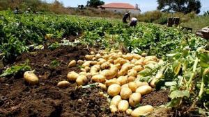 Продаем картофель оптом в Краснодарском крае. молодой картофель оптом Краснодар (урожай 2020 года)