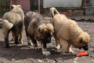 Щенки кавказской овчарки