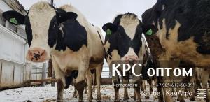 Продажа высокопродуктивных коров молочных пород оптом живым весом