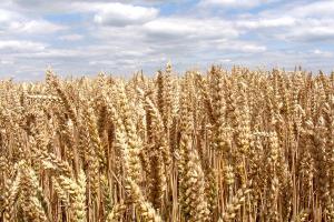 Семена пшеницы озимой :Лилит, Изюминка, Ермак, Аскет, Вольный Дон