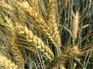 Семена пшеницы озимой : Находка , Зерноградка 11, Донская Юбилейная, Аксинья