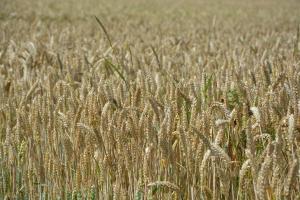 Семена пшеницы озимой : Донская Лира, Магия, Миссия, Дон Стар, Губернатор Дона