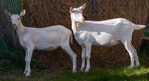 Племенные козы Зааненской породы (Скот из Европы класса Элита и Элита Рекорд)