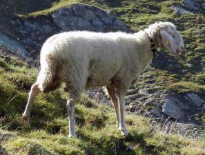 Племенные овцы Белый бергсчаф (Скот из Европы класса Элита и Элита Рекорд)