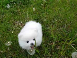 Куплю щенка померанского шпица капельно-белого цвета мальчика.