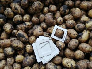 Картофель от производителя Самарской области