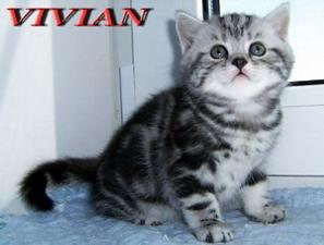 Британские котята мрамор и вискас из питомника VIVIAN.