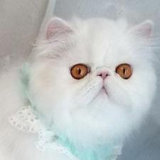 Персидская кошка белого окраса Фелисия