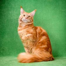 Рыжий котенок мейн-кун из питомника