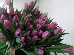 Тюльпаны оптом от производителя Bolroyal pink