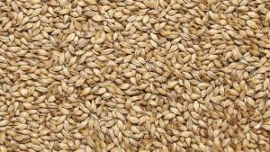 Зерно (пшеница,овес, семя подсолнечника и т.д)