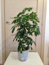 Шеффлера 85 см комнатное растение