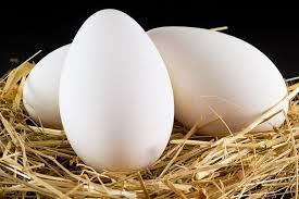 Гусиные инкубационные яйца в Башкирии. Сезон 2024. В наличии