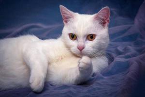 Кипельно белый котенок.