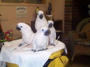 Яйца попугаев и оплодотворенных попугаев доступны для продажи