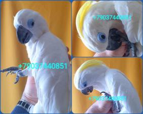 Попугай синеочковый какаду (Cacatua ophthalmica) ручные птенцы из питомника