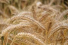 Семена пшеницы полбы Янтара