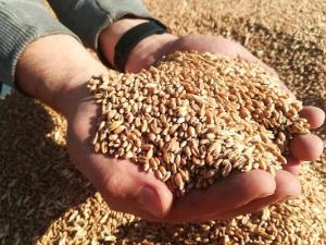 Пшеница кормовая в мешках