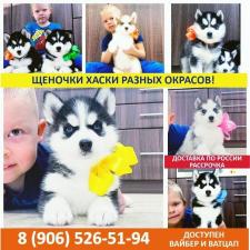 Продажа щеняток сибирских хаски