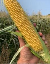 Кукуруза в початках свежая оптом