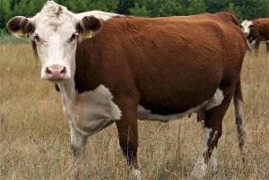 КФХ Закупает крупный рогатый скот