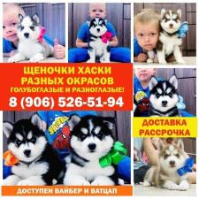 Шикарнейшие собачки сибирские хаски в продаже