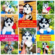 Яркие собачки сибирские хаски на продажу