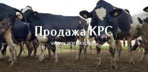 Продажа по России молочные породы КРС