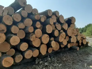 Деревообрабатывающее предприятие по изготовлению массивной дубовой половой доски,