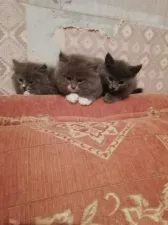Милые котятки ищут семью