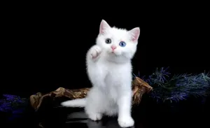 Белый шотландский кот прямоухий купить