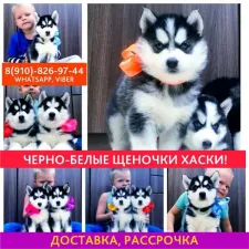 Продам красивых щеночков хаски)))