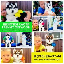 Продам красивых собачек сибирских хаски