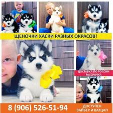 Продам красивых щеночков сибирских хаски