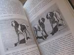 Собаки охотничьи Борзые и гончие Автор Сабанеев 560 страниц с рисунками собак *