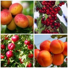 Саженцы плодово-ягодных деревьев оптом и в розницу