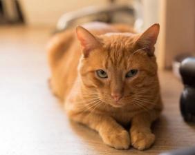 Шикарный рыжий кот ШАнти ищет дом