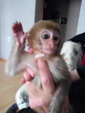 Купите обезьянку Макака Резус