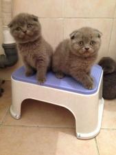 Продаются британские плюшевые короткошерстные котята